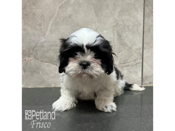 Lhasa Apso-Dog-Female-Parti-31791-Petland Frisco & Mckinney, Texas