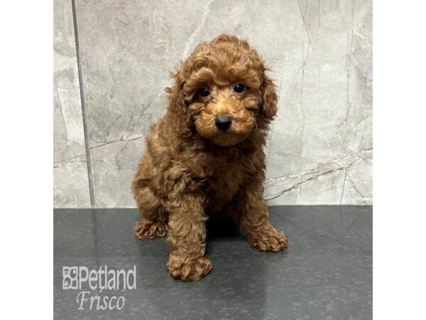 Poodle-Dog-Male-Red-31800-Petland Frisco & Mckinney, Texas