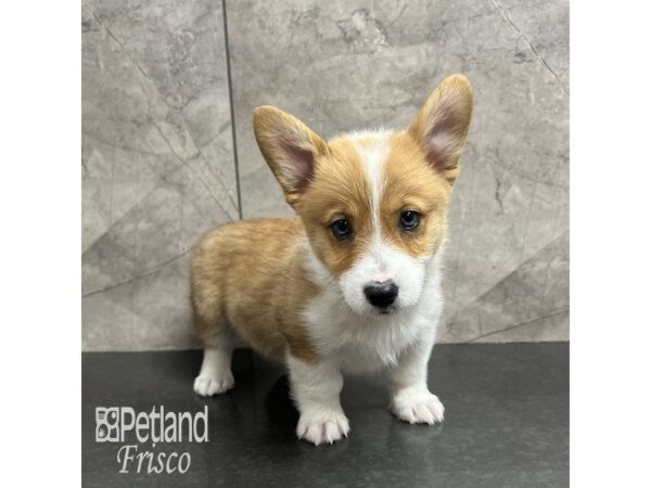 Pembroke Welsh Corgi-Dog-Male-Tri-31816-Petland Frisco & Mckinney, Texas