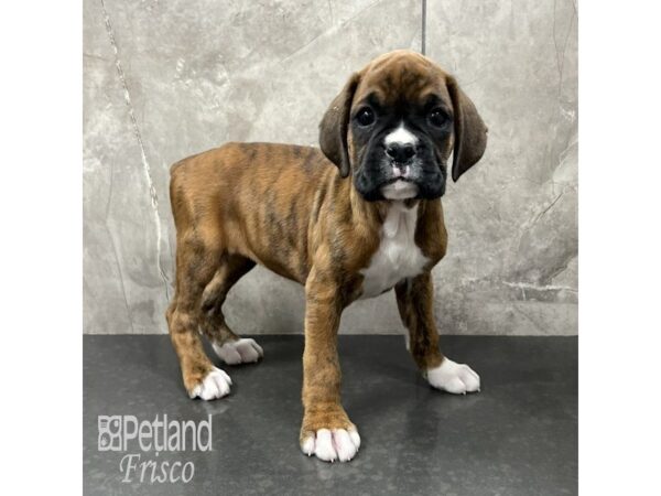 Boxer-Dog-Female-Fawn / White-31824-Petland Frisco & Mckinney, Texas