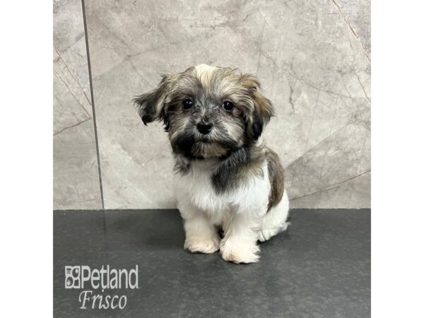 Havanese-Dog-Female-Sable-31751-Petland Frisco & Mckinney, Texas