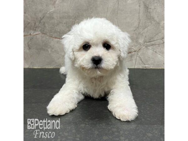 Teddy Bear-Dog-Male-White-31788-Petland Frisco & Mckinney, Texas