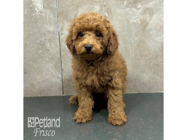 Poodle-Dog-Male-Red-31804-Petland Frisco & Mckinney, Texas
