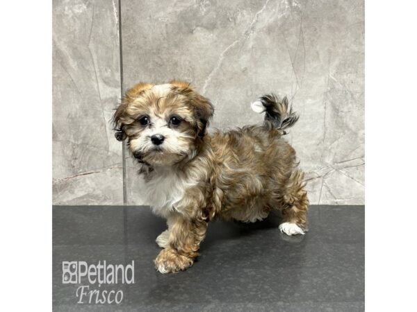 Havanese-Dog-Female-Sable-31803-Petland Frisco & Mckinney, Texas