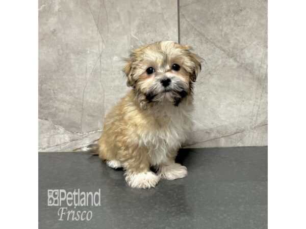 Havanese-Dog-Female-Sable-31802-Petland Frisco & Mckinney, Texas