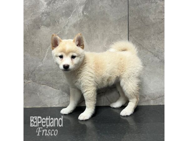 Shiba Inu-Dog-Female-Cream-31830-Petland Frisco & Mckinney, Texas