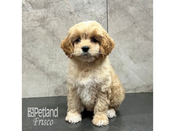 Cockapoo-Dog-Female-Apricot-31841-Petland Frisco & Mckinney, Texas