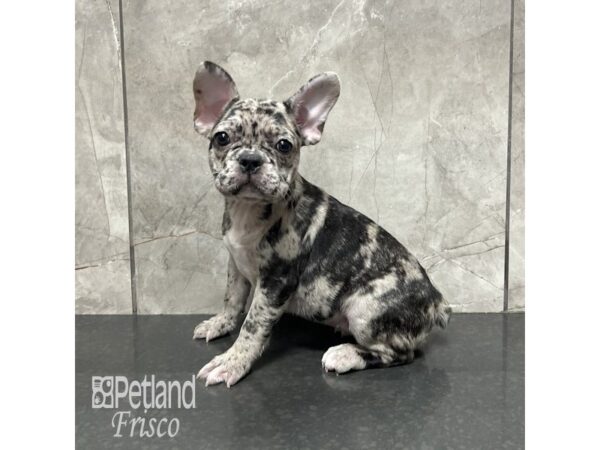 French Bulldog-Dog-Female-Blue Merle and Tan-31845-Petland Frisco & Mckinney, Texas