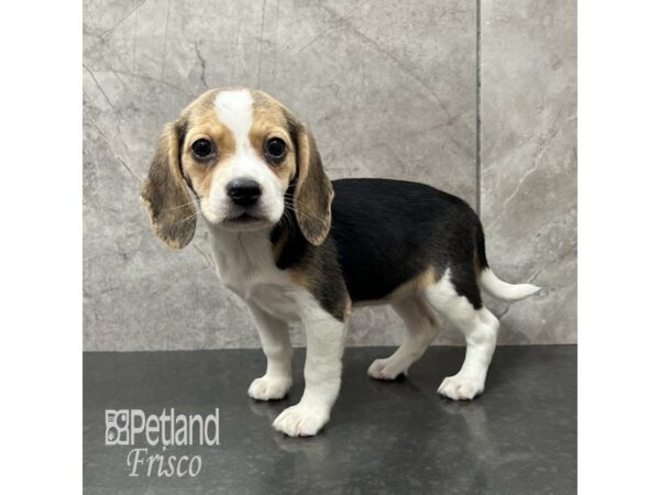 Beagle-Dog-Female-Black Tan / White-31849-Petland Frisco & Mckinney, Texas