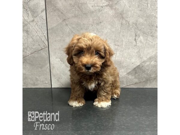 Cavapoo-Dog-Male-Red-31894-Petland Frisco & Mckinney, Texas