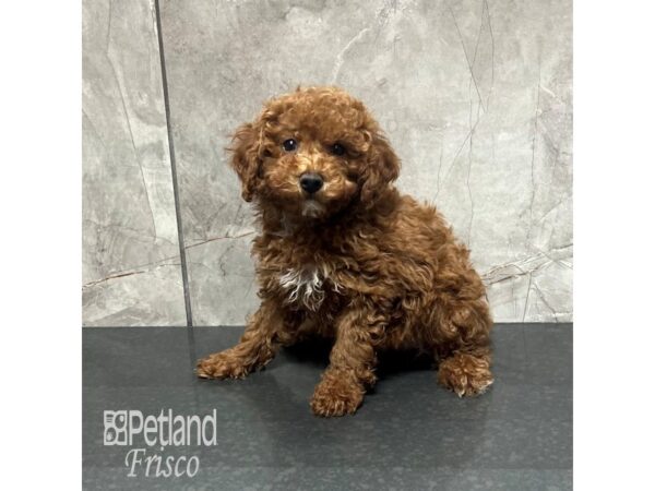 Miniature Poodle-Dog-Female-Red-31879-Petland Frisco & Mckinney, Texas