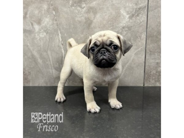 Pug-Dog-Male-Fawn-31908-Petland Frisco & Mckinney, Texas