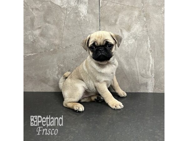 Pug-Dog-Female-Fawn-31909-Petland Frisco & Mckinney, Texas