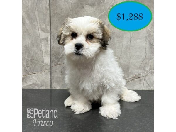 Teddy Bear-Dog-Male-Gold / White-31801-Petland Frisco & Mckinney, Texas