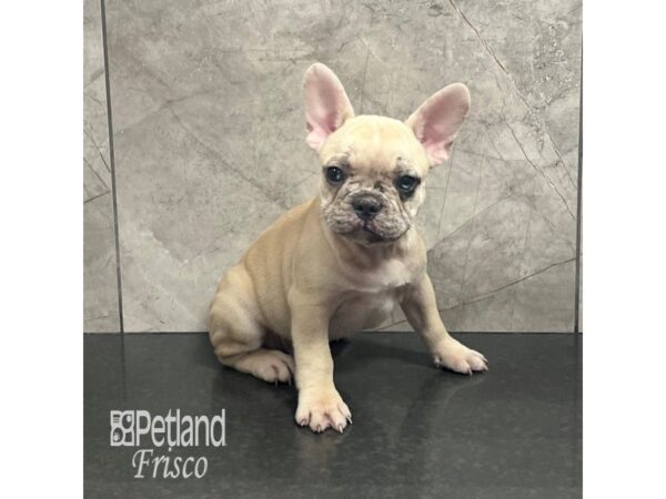 French Bulldog-Dog-Male-Blue Fawn Merle-31931-Petland Frisco & Mckinney, Texas