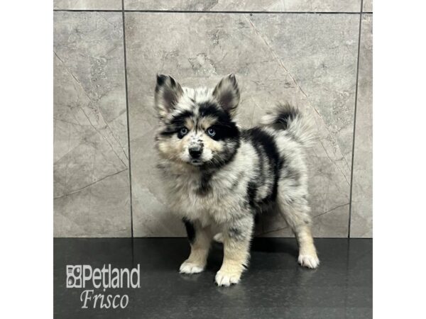 Pomsky-Dog-Female-Blue Merle-31936-Petland Frisco & Mckinney, Texas