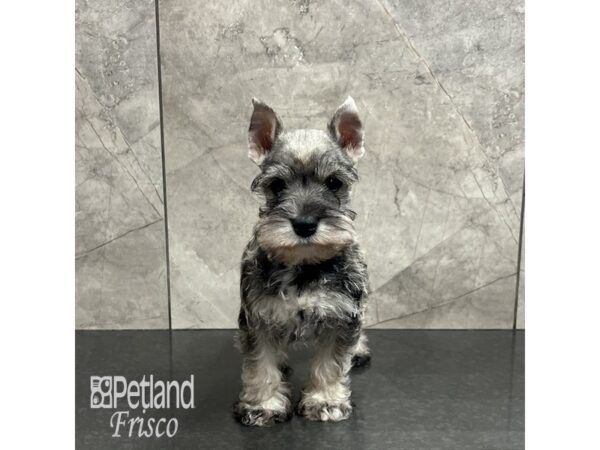 Miniature Schnauzer-Dog-Male-Salt / Pepper-31964-Petland Frisco & Mckinney, Texas