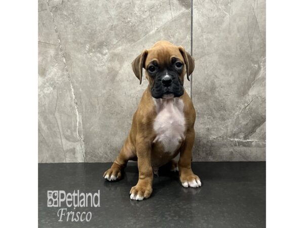 Boxer-Dog-Male-Fawn-31977-Petland Frisco & Mckinney, Texas