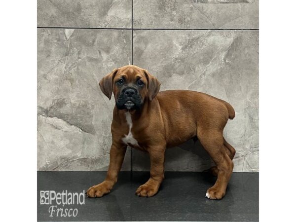 Boxer-Dog-Male-Fawn-32011-Petland Frisco & Mckinney, Texas