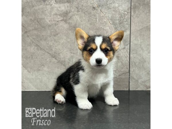 Pembroke Welsh Corgi-Dog-Male-Tri-31998-Petland Frisco & Mckinney, Texas