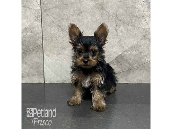 Yorkshire Terrier-Dog-Male-Black and Gold-31980-Petland Frisco & Mckinney, Texas