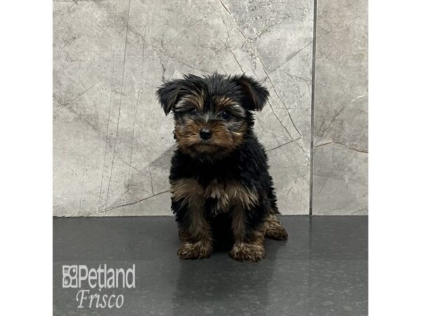 Yorkshire Terrier-Dog-Female-Black and Gold-31982-Petland Frisco & Mckinney, Texas