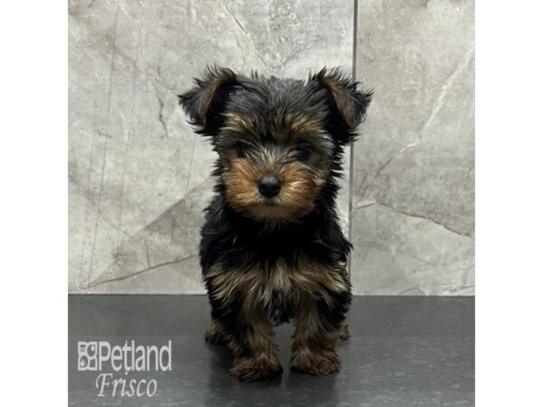 Yorkshire Terrier-Dog-Female-Black and Gold-31983-Petland Frisco & Mckinney, Texas