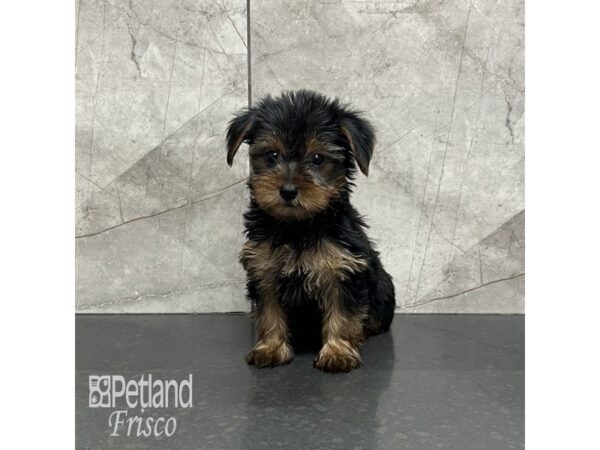 Yorkshire Terrier-Dog-Female-Black and Gold-31984-Petland Frisco & Mckinney, Texas