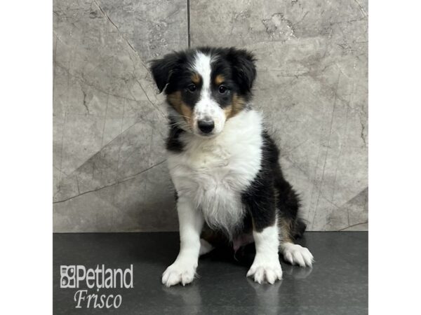 Shetland Sheepdog-Dog-Male-Black White / Tan-32003-Petland Frisco & Mckinney, Texas