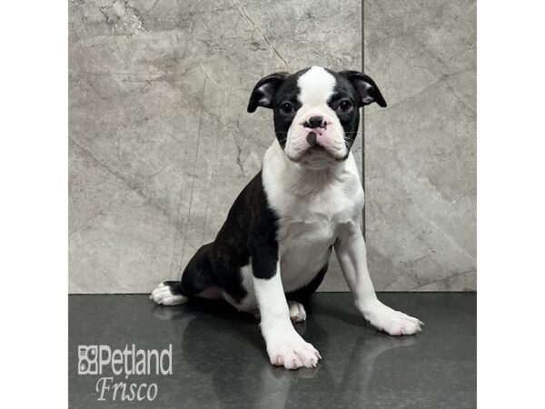 Boston Terrier-Dog-Male-Brindle / White-32016-Petland Frisco & Mckinney, Texas