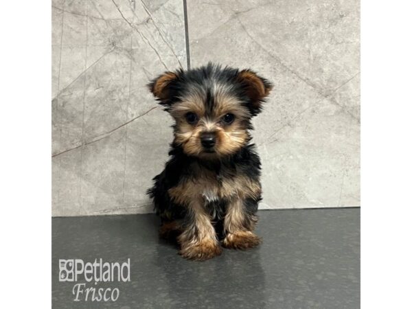 Yorkshire Terrier-Dog-Female-Black / Tan-32015-Petland Frisco & Mckinney, Texas
