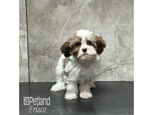 Havanese-Dog-Female-Gold Parti-32040-Petland Frisco & Mckinney, Texas