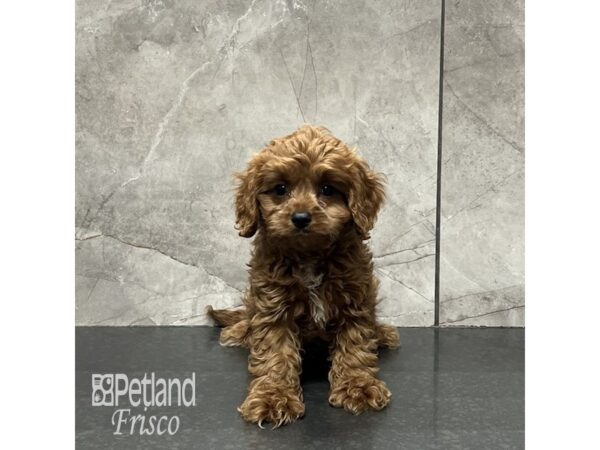 Cavapoo-Dog-Male-Red-32038-Petland Frisco & Mckinney, Texas