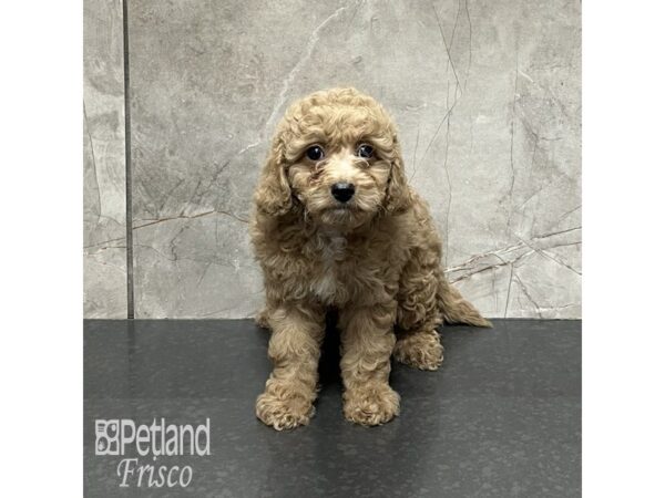 Cavapoo-Dog-Female-Red / White-32071-Petland Frisco & Mckinney, Texas