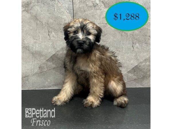 Soft Coated Wheaten Terrier-Dog-Female-Wheaten-32022-Petland Frisco & Mckinney, Texas