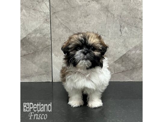 Teddy Bear-Dog-Female-Brown and White-32145-Petland Frisco & Mckinney, Texas