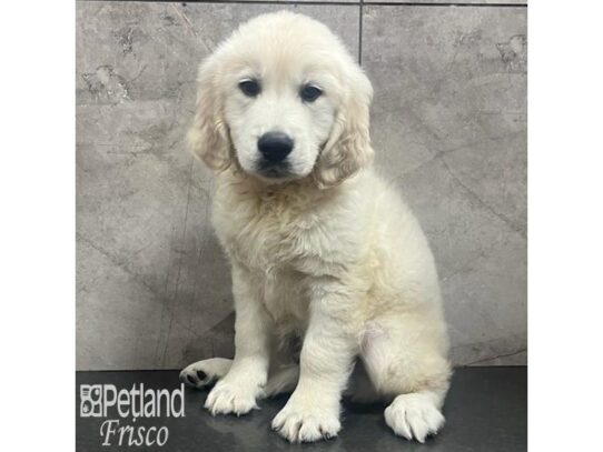 Golden Retriever-Dog-Male-Golden-32194-Petland Frisco & Mckinney, Texas