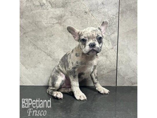 French Bulldog-Dog-Female-Blue Merle-32192-Petland Frisco & Mckinney, Texas