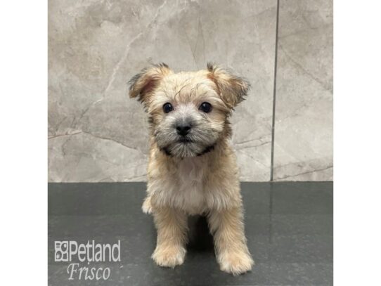 Morkie-Dog-Female-Sable-32232-Petland Frisco & Mckinney, Texas