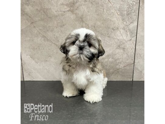 Shih Tzu-Dog-Female-Brown and White-32227-Petland Frisco & Mckinney, Texas
