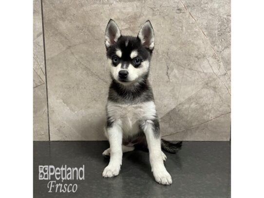 Alaskan Klee Kai-Dog-Female-Black and White-32207-Petland Frisco & Mckinney, Texas
