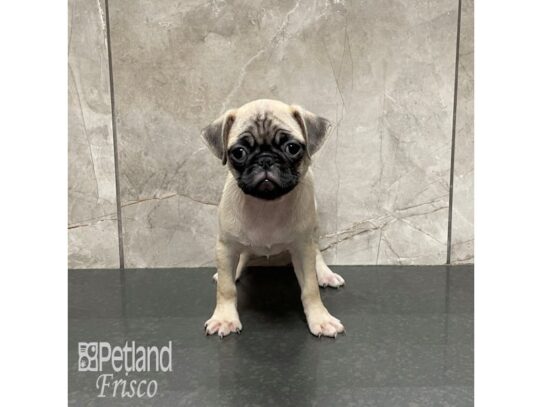 Pug-Dog-Female-Fawn with Black Mask-32214-Petland Frisco & Mckinney, Texas
