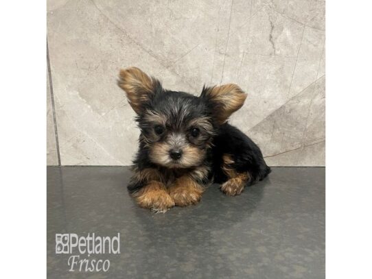 Yorkshire Terrier-Dog-Female-Black and Tan-32198-Petland Frisco & Mckinney, Texas