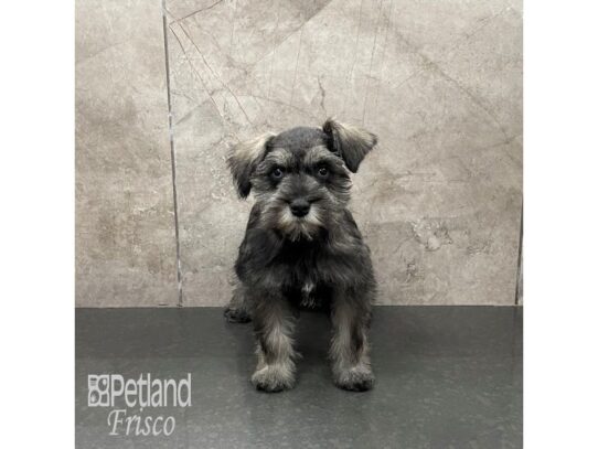 Miniature Schnauzer-Dog-Female-Salt and Pepper-32244-Petland Frisco & Mckinney, Texas