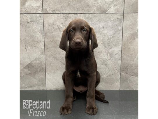 Labrador Retriever-Dog-Male-Choc-32263-Petland Frisco & Mckinney, Texas