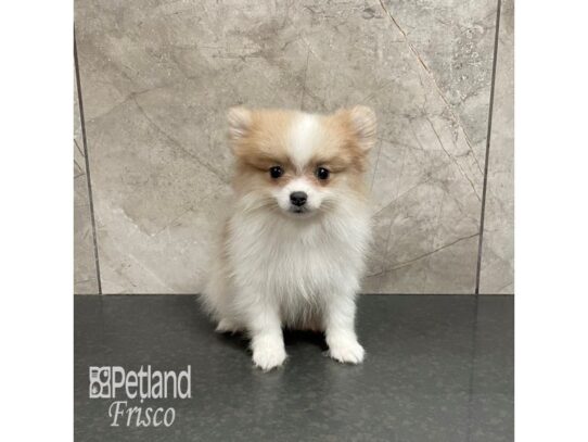 Pomeranian-Dog-Male-Orange-32271-Petland Frisco & Mckinney, Texas