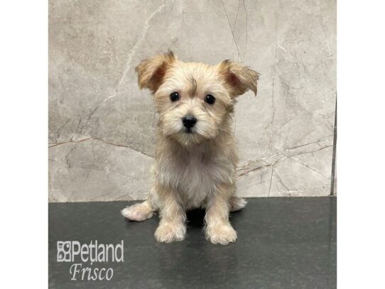 Morkie-Dog-Male-Sable-32231-Petland Frisco & Mckinney, Texas