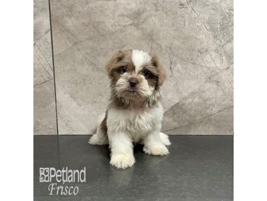 Shih Tzu-Dog-Female-Lilac and White Parti-32206-Petland Frisco & Mckinney, Texas