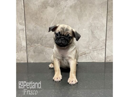 Pug-Dog-Male-Fawn with Black Mask-32213-Petland Frisco & Mckinney, Texas