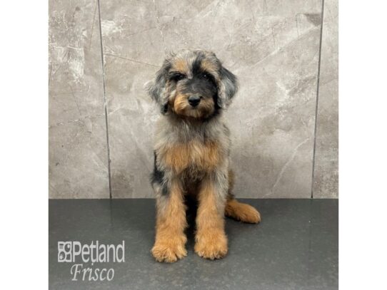 Poodle-Dog-Male-Merle-32267-Petland Frisco & Mckinney, Texas